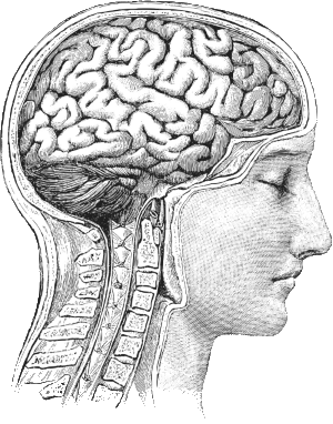 Head